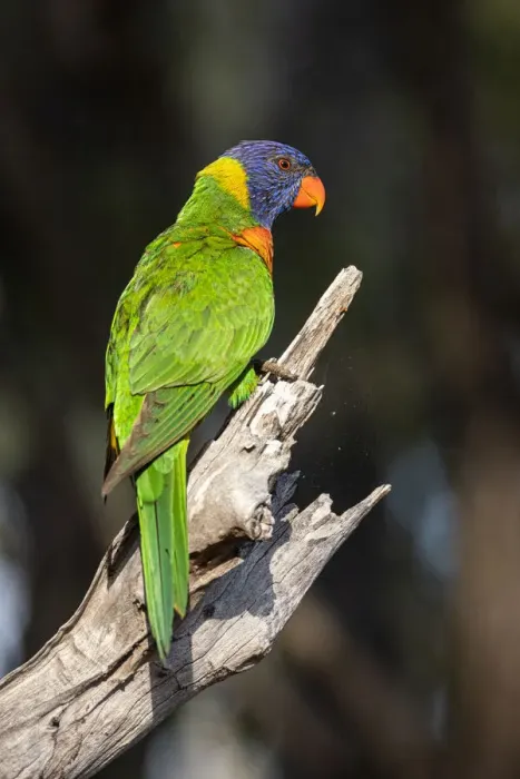 Framed Print : Rainbow Lorikeet sitting on a branch
