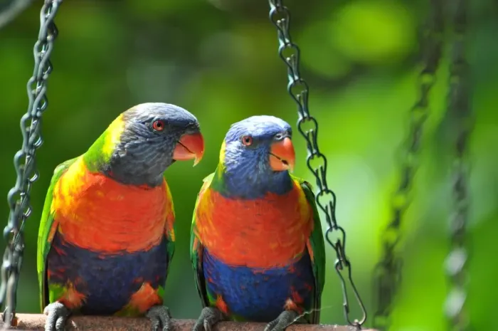 Framed Print : Rainbow lorikeets