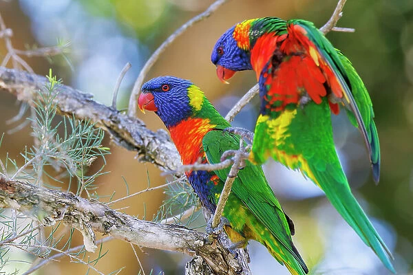 Rainbow Lorikeets perched in a tree