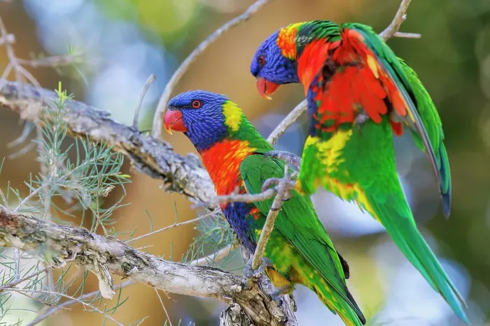 Framed Print : Rainbow Lorikeets perched in a tree Framed Print : Rainbow Lorikeets perched in a tree
