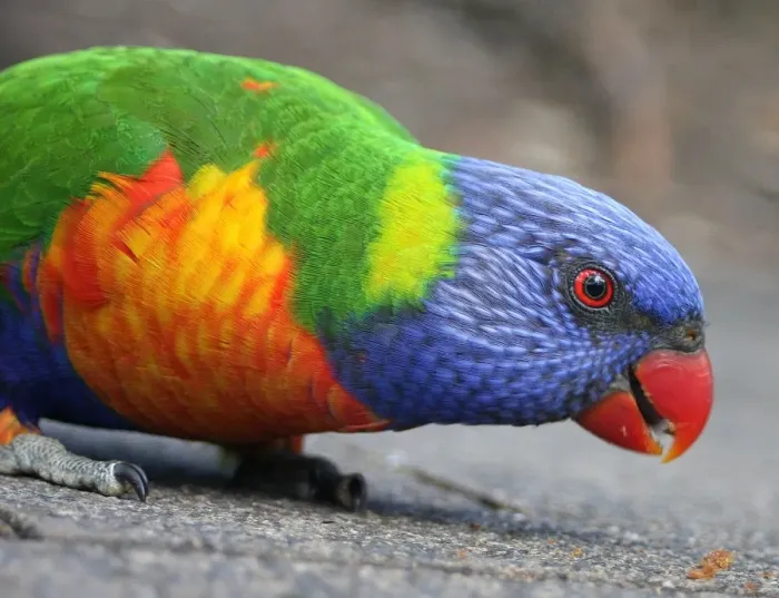 Framed Print : Rainbow parrot