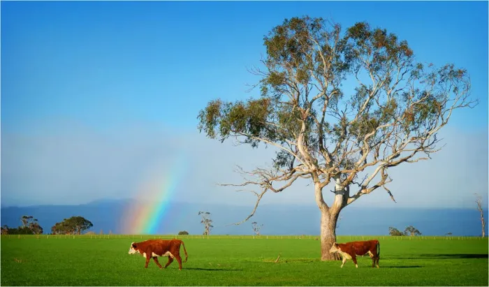 Framed Print : A rainbow on pastural land near Deloraine, northern Tasmania Framed Print : A rainbow on pastural land near Deloraine, northern Tasmania