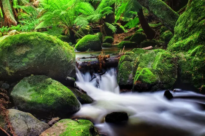 Framed Print : Rainforest and cascading stream