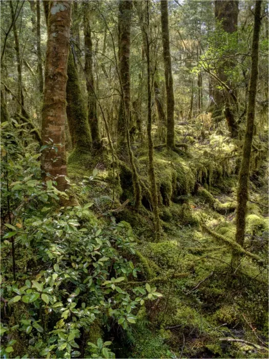 Framed Print : Rainforest in the Clinton Valley, South Island, New Zealand
