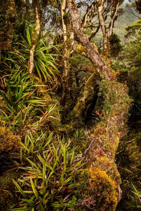 Framed Print : Rainforest at Goon Moor in Eastern Arthur Range, Southwest Tasmania