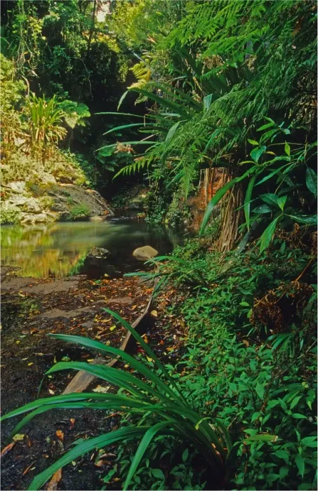 Framed Print : Rainforest in the Mount Tamborine area, Queensland, Australia