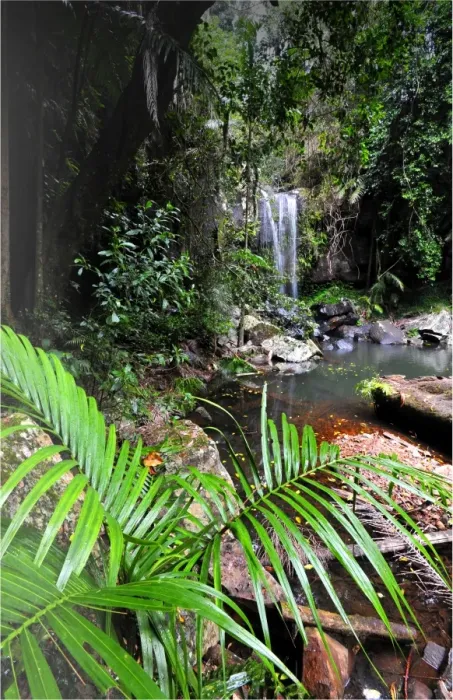 Framed Print : Rainforest in the Mount Tamborine area, Queensland, Australia