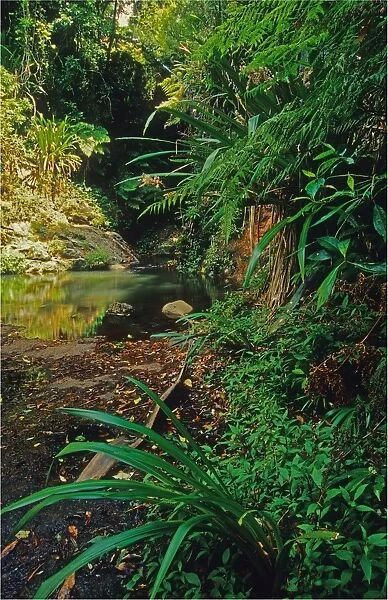 Rainforest in the Mount Tamborine area, Queensland, Australia