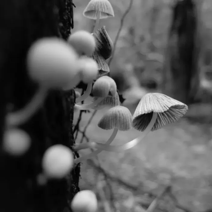 Framed Print : Rainforest mushrooms