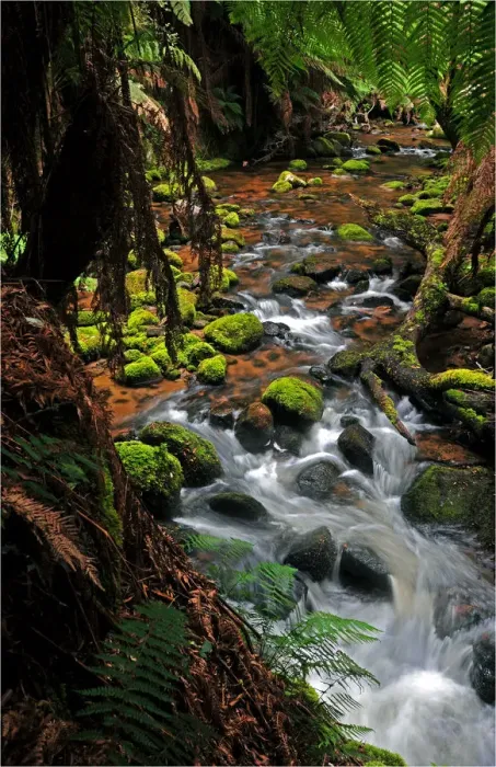 Framed Print : Rainforest near St. Columbia falls, Tasmania, Australia
