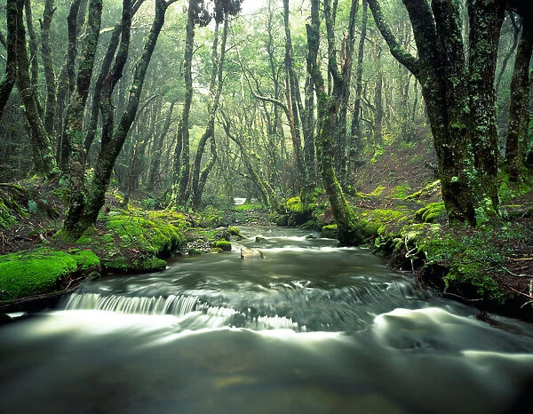 Rainforest stream lined with Myrtles (Nothofagus cunninghamii)
