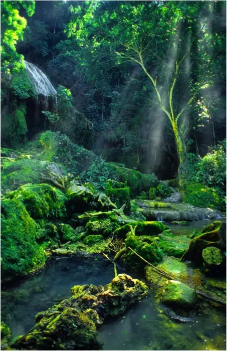 Framed Print : Rainforest and sunlight, Island of Efate, Vanuatu Framed Print : Rainforest and sunlight, Island of Efate, Vanuatu