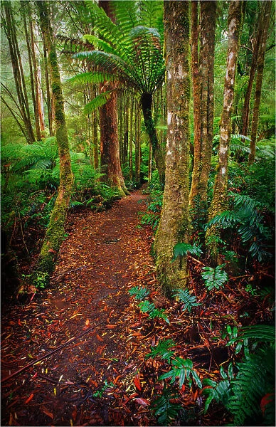 Rainforest walk, southern New South Wales, Australia