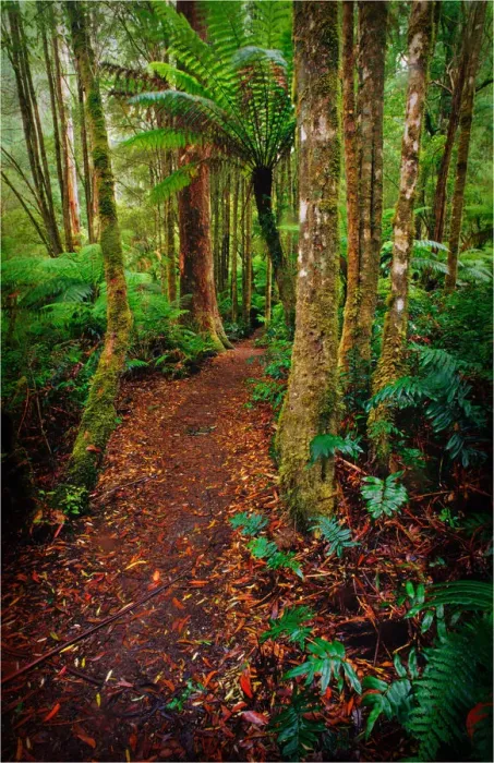 Framed Print : Rainforest walk, southern New South Wales, Australia Framed Print : Rainforest walk, southern New South Wales, Australia