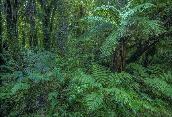 Rainforest on the west coast of the south island near Fox glacier, New Zealand