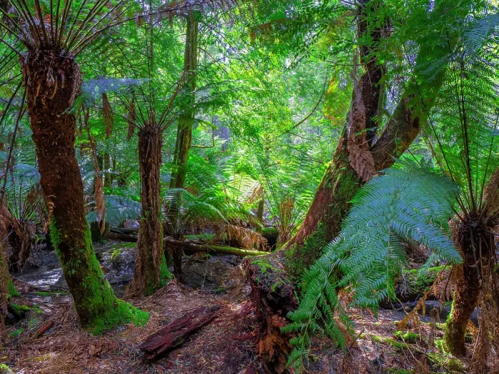 Framed Print : Rainforest and wilderness in the Tarkine area of western Tasmania Framed Print : Rainforest and wilderness in the Tarkine area of western Tasmania