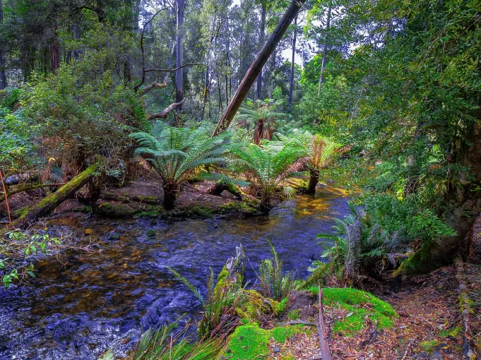 Framed Print : Rainforest and wilderness in the Tarkine area of western Tasmania Framed Print : Rainforest and wilderness in the Tarkine area of western Tasmania