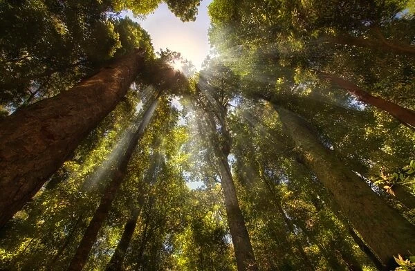 Rays of light shining through forest canopy