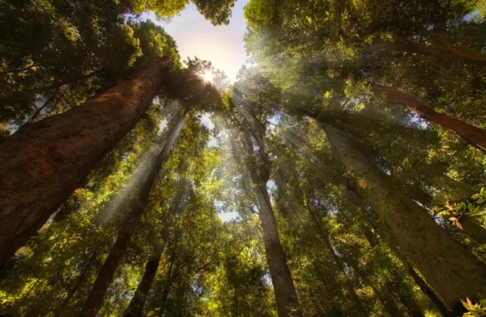 Framed Print : Rays of light shining through forest canopy