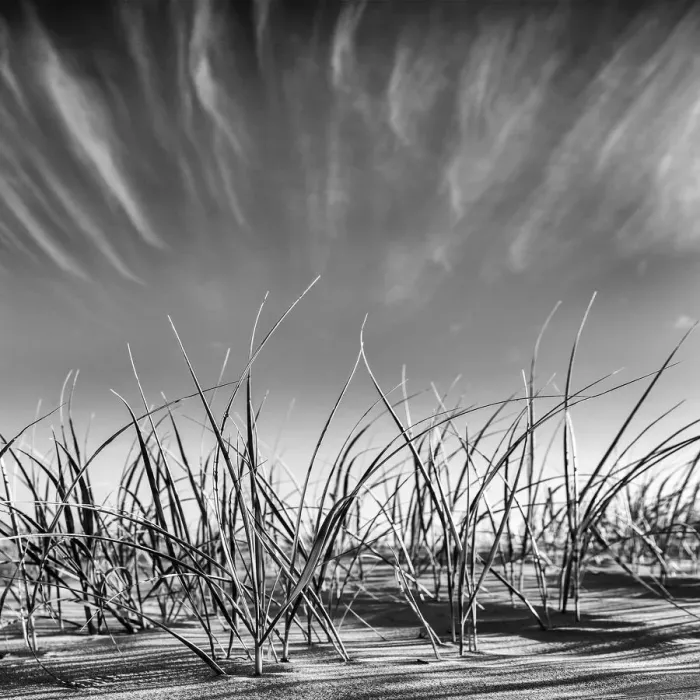 Framed Print : Reaching for the Sky