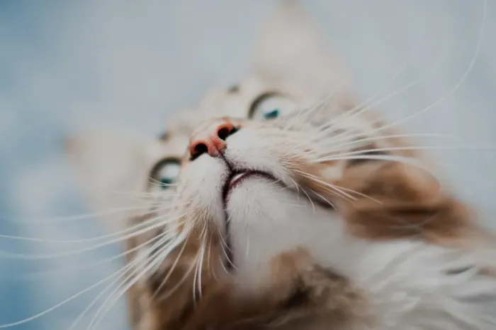 Framed Print : Real Purdy Mouth