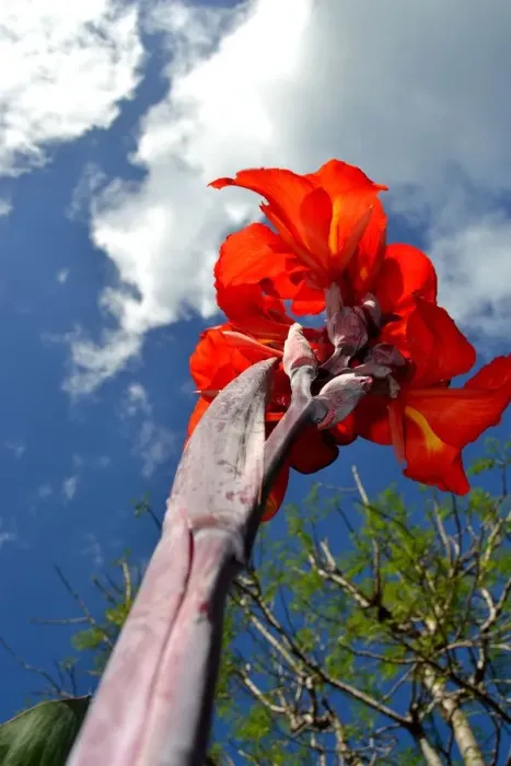 Framed Print : Red beauty meets sky