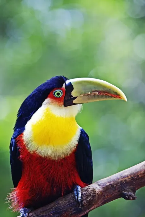 Framed Print : Red Breasted Toucan, Iguacu falls, Brazil Framed Print : Red Breasted Toucan, Iguacu falls, Brazil
