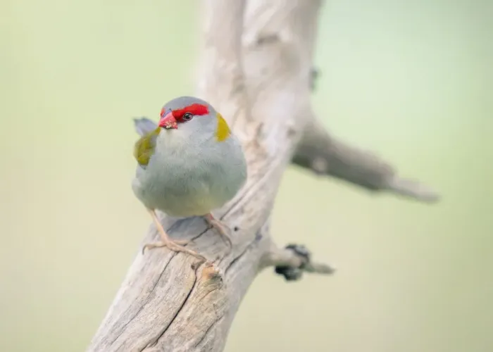 Framed Print : Red-browed finch (Neochmia temporalis) perched on branch