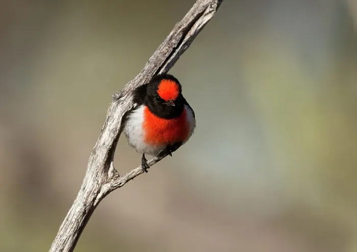 Framed Print : Red-capped robin Framed Print : Red-capped robin