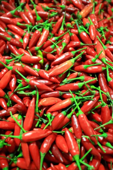 Framed Print : Red Chili Framed Print : Red Chili