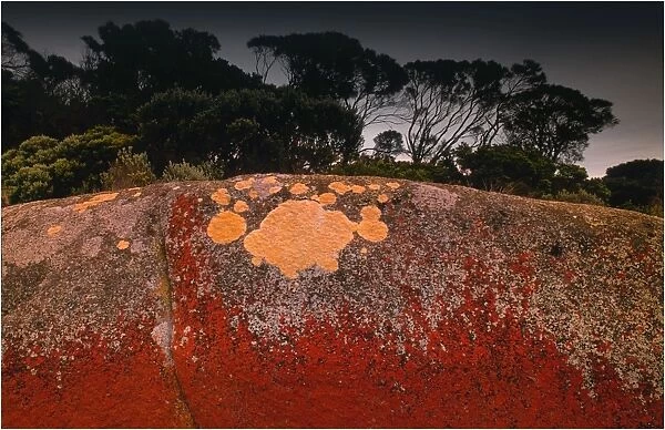 Red coloured boulders, caused by lichen growing at the high tide mark on Flinders Island, Bass Strait, Tasmania, Australia