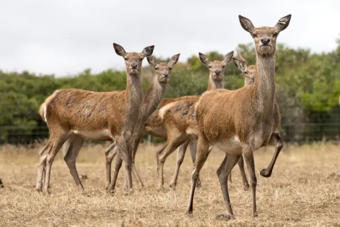 Framed Print : Red Deer. waiting to be fed Framed Print : Red Deer. waiting to be fed