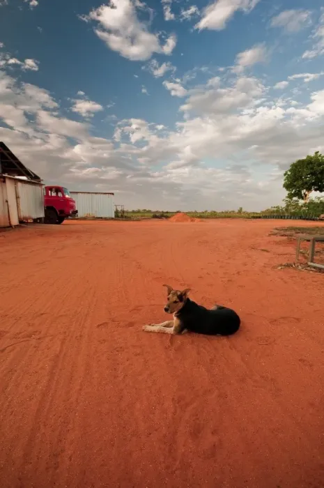 Framed Print : Red Dirt Dog - Broome WA