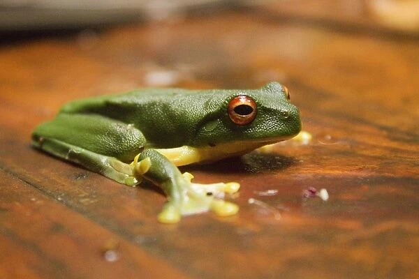 Red Eyed Green tree Frog