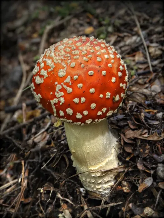 Framed Print : Red Fly Agaric, South Island, New Zealand