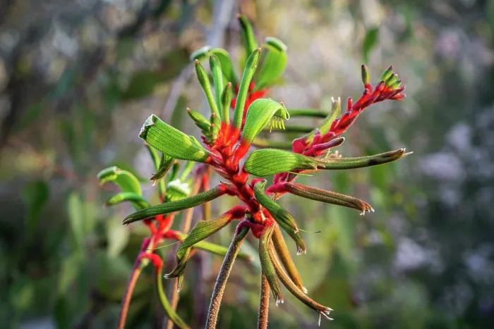 Framed Print : Red and green kangaroo paw