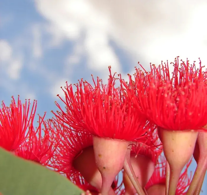 Framed Print : Red Gum Blossoms Framed Print : Red Gum Blossoms