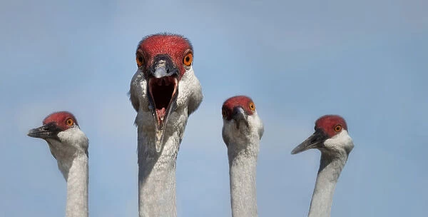 Red headed cranes head against blue sky