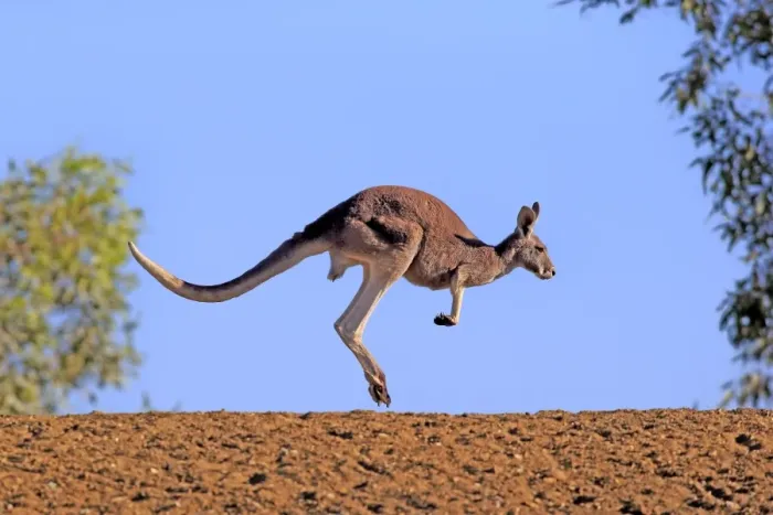 Framed Print : Red kangaroo Framed Print : Red kangaroo