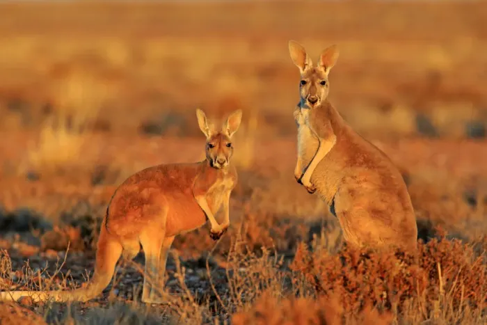 Framed Print : Red kangaroo Framed Print : Red kangaroo
