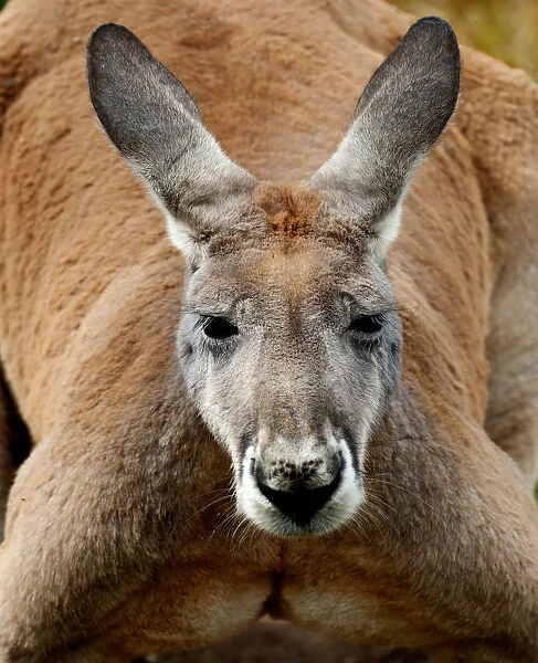Red Kangaroo Close Up