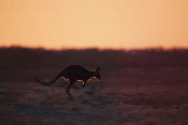 Red Kangaroo Jumping