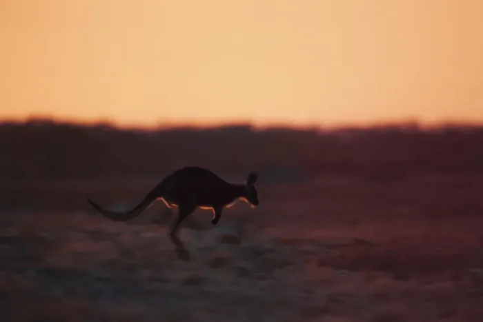 Framed Print : Red Kangaroo Jumping Framed Print : Red Kangaroo Jumping