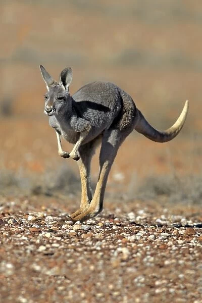 Red Kangaroo -Macropus rufus-, adult female, jumping, Sturt National Park, New South Wales, Australia