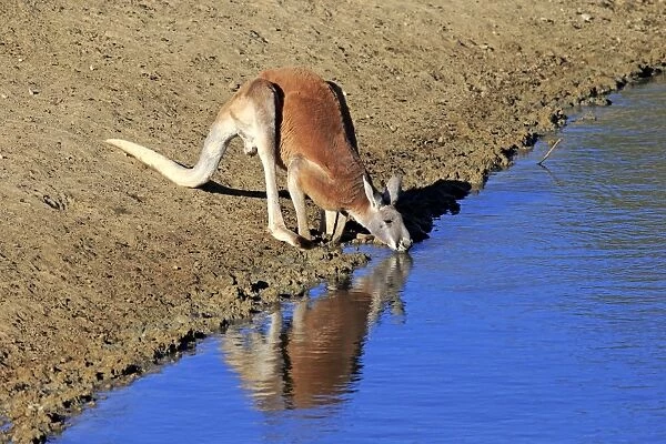 Red Kangaroo -Macropus rufus-, adult male, drinking water, Sturt National Park, New South Wales, Australia