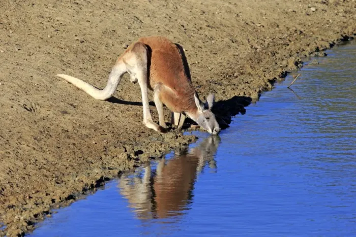 Framed Print : Red Kangaroo -Macropus rufus-, adult male, drinking water, Sturt National Park, New South Wales, Australia Framed Print : Red Kangaroo -Macropus rufus-, adult male, drinking water, Sturt National Park, New South Wales, Australia