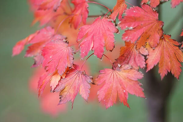 Red Maple. Maple Leaves turning into a deep red color in Autumn