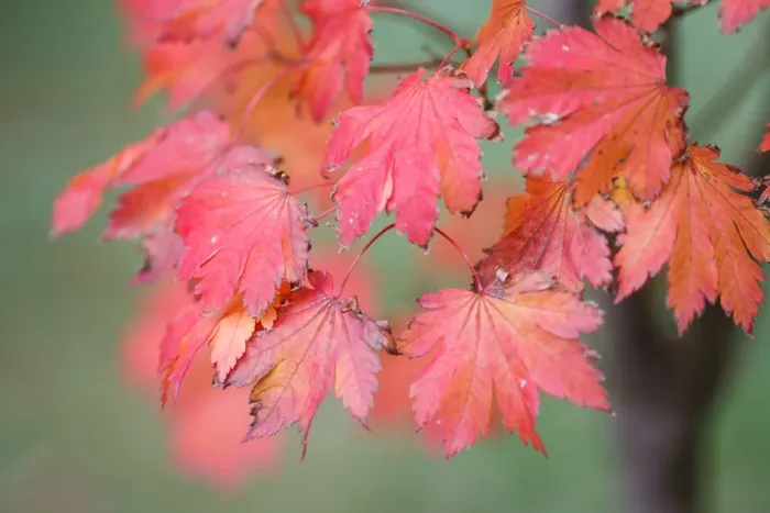 Framed Print : Red Maple. Maple Leaves turning into a deep red color in Autumn Framed Print : Red Maple. Maple Leaves turning into a deep red color in Autumn