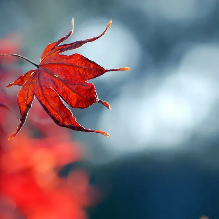 Framed Print : Red maple. Burnished red maple autumn leaf against a bokeh sky