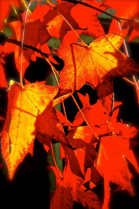 Framed Print : Red Maple leaves in a graphic style Framed Print : Red Maple leaves in a graphic style